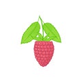 Raspberry. forest pink berries with leaves. Sweet fruit. Single isolated on white