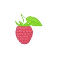 Raspberry. forest pink berries with leaves. Sweet fruit. Single isolated on white