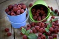 Raspberry is fresh in a bucket