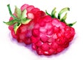 Raspberry fruit