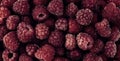 Raspberry fruit background. Berry background for a good mood