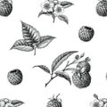 Raspberry fruit botanical seamless pattern hand draw vintage style isolated on white background
