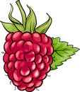 Raspberry fruit cartoon illustration