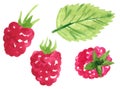 Raspberry fruit  clipart set. Hand drawn watercolor illustration Royalty Free Stock Photo