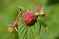 Raspberry fruit growing on branch Royalty Free Stock Photo