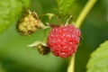 Raspberry fruit growing on branch Royalty Free Stock Photo