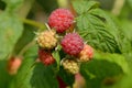 Raspberry fruit growing on branch Royalty Free Stock Photo