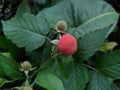 Raspberry is a fruit native to Europe and northern Asia which is usually cultivated in temperate regions