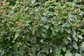 Raspberry bush on trellises, 1.