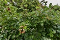 Raspberry bush on trellises, 3.