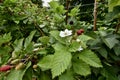 Raspberry bush with flower on trellises, 4.