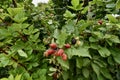 Raspberry bush on trellises, 5.