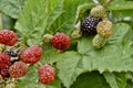 Raspberry bush on trellises, 9. Royalty Free Stock Photo