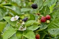 Raspberry bush with on trellises, 6. Royalty Free Stock Photo