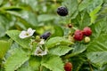 Raspberry bush with on trellises, 6.