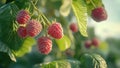 raspberry fruit plant tree background Royalty Free Stock Photo