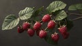 raspberry fruit plant tree background Royalty Free Stock Photo