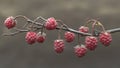 raspberry fruit plant tree background Royalty Free Stock Photo