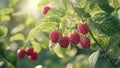 raspberry fruit plant tree background Royalty Free Stock Photo