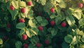 raspberry fruit plant tree background Royalty Free Stock Photo