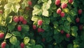raspberry fruit plant tree background Royalty Free Stock Photo