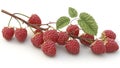 raspberry fruit plant tree isolated on white background Royalty Free Stock Photo