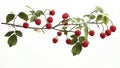 raspberry fruit plant tree isolated on white background Royalty Free Stock Photo