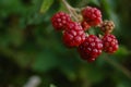 Raspberry fruit