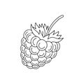 Raspberry fruit Silhouette vector outline illustration for coloring page and decor Royalty Free Stock Photo