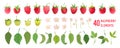 Raspberry Fruit watercolor element set. Isolated raspberry collection of berries, fruits, leaves on white