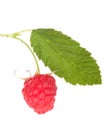 Raspberry fruits berries with leaf