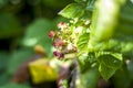 Raspberry fruits in the garden with blurry background. Royalty Free Stock Photo