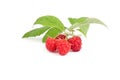 Raspberry fruits under green leaf, white background,