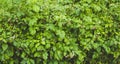 Raspberry garden on a summer day.