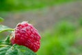 Raspberry. Gardening. Ripe large raspberry berry. Copy space