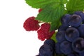 Raspberry and grapes fruit Royalty Free Stock Photo