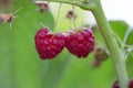 Raspberry on a green branch. Ripe reddish-pink raspberries in garden. Red sweet berries growing on raspberry bush in fruit garden.