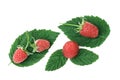 Raspberry green leaf