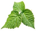 Raspberry green leaf isolated on white