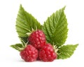 Raspberry with green leaves Royalty Free Stock Photo