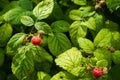 Raspberry growing on a branch. Royalty Free Stock Photo