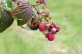 Raspberry Growing Royalty Free Stock Photo