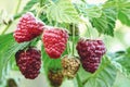 Raspberry growing in the garden, ripening raspberries on branch Royalty Free Stock Photo