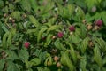 Raspberry. Growing Organic Berries closeup Royalty Free Stock Photo