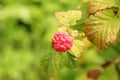 Raspberry Royalty Free Stock Photo