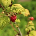 Raspberry Royalty Free Stock Photo