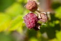 Raspberry. Growing Organic Berries closeup Royalty Free Stock Photo