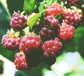 Raspberry Royalty Free Stock Photo