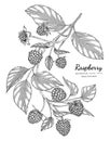 Raspberry hand drawn botanical illustration with line art on white backgrounds