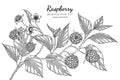 Raspberry hand drawn botanical illustration with line art on white backgrounds